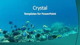  Presentation with copy space - Beautiful slides featuring ocean floor - tranquil underwater scene with copy backdrop and a  colored foreground