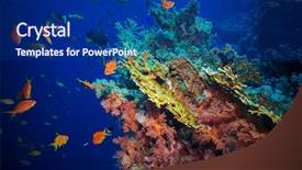  Presentation with fish net - Slides featuring ocean floor - tropical anthias fish with net background and a navy blue colored foreground