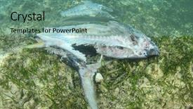  Presentation with overfishing - Theme enhanced with ocean floor overfishing and pollution background and a seafoam green colored foreground