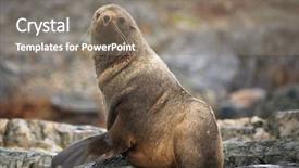  Presentation with sedimentary rock stones - PPT layouts with ocean life - brown seal has a rest background and a gray colored foreground