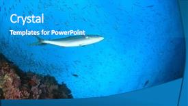  Presentation with fish ocean - Presentation consisting of ocean life - coral and fish underwater background and a  colored foreground