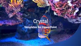  Presentation with fish aquarium - Slide set featuring ocean life - exotic colorful fish among rocks background and a navy blue colored foreground