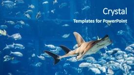  Presentation with ocean shark - Cool new theme with ocean life - large grey shark backdrop and a ocean colored foreground