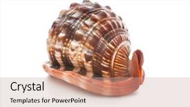  Presentation with sea shell - Beautiful presentation design featuring e-learning key and a backdrop and a light gray colored foreground