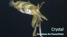  Presentation with octopus - Presentation theme featuring ocean octopus - squid underwater at night background and a wine colored foreground