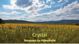  Presentation with sunflower - 