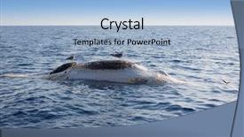 Presentation with whale - PPT layouts enhanced with ocean sea with seagulls background and a light blue colored foreground