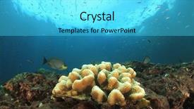  Presentation with climate - Slides consisting of ocean temperature - coral bleaching due to climate background and a cyan colored foreground