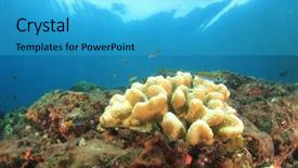  Presentation with climate change - Beautiful presentation theme featuring ocean temperature - coral bleaching due to climate backdrop and a cyan colored foreground