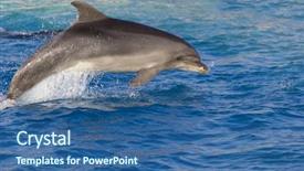  Presentation with dolphin - Amazing PPT layouts having ocean themes - dolphin in the sea backdrop and a ocean colored foreground