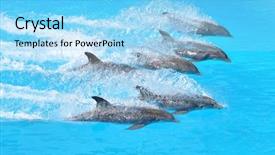  Presentation with ocean - Slide set having ocean themes - dolphins background and a light blue colored foreground