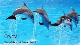  Presentation with ocean - Presentation theme having ocean themes - dolphins background and a cyan colored foreground