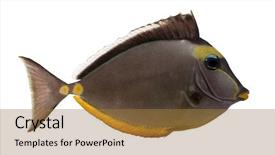  Presentation with background - PPT theme enhanced with ocean themes - orangespine unicornfish naso lituratus background and a coral colored foreground