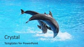  Presentation with pair - Audience pleasing presentation theme consisting of ocean themes - pair of dolphins backdrop and a light blue colored foreground