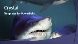  Presentation with sharks - Colorful slide set enhanced with ocean themes - underwater picture of four sharks backdrop and a ocean colored foreground