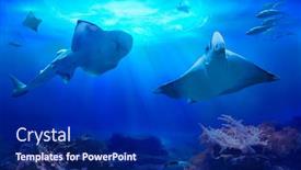  Presentation with marine life - PPT theme featuring ocean-underwater-with-marine-animals background and a navy blue colored foreground