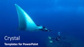  Presentation with scuba diving - Audience pleasing PPT theme consisting of oceanic-manta-ray-and-scuba backdrop and a dark gray colored foreground