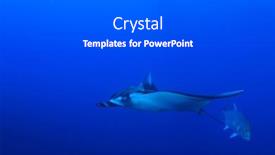  Presentation with film x ray pelvis - PPT layouts with oceanic-manta-ray-manta-birostris background and a dark gray colored foreground