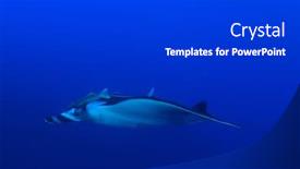  Presentation with dental x ray - Theme having oceanic-manta-ray-manta-birostris background and a dark gray colored foreground