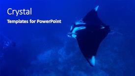  Presentation with x ray of a human - Audience pleasing PPT layouts consisting of oceanic-manta-ray-manta-birostris backdrop and a dark gray colored foreground