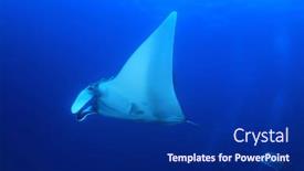  Presentation with x ray lung - Slide deck featuring oceanic-manta-ray-manta-birostris background and a navy blue colored foreground
