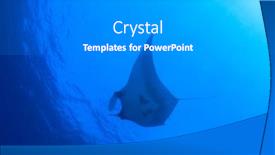  Presentation with scoliosis x ray - Cool new theme with oceanic-manta-ray-manta-birostris backdrop and a gray colored foreground