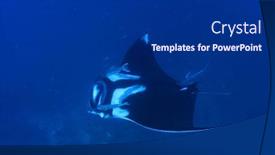 Presentation with neck x ray - PPT layouts enhanced with oceanic-manta-ray-manta-birostris background and a dark gray colored foreground