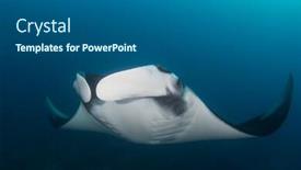  Presentation with neck x ray - Colorful theme enhanced with oceanic-manta-ray-manta-birostris backdrop and a gray colored foreground