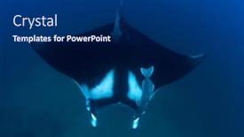  Presentation with neck x ray - Beautiful slide set featuring oceanic-manta-ray-manta-birostris backdrop and a dark gray colored foreground