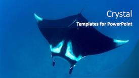  Presentation with chest x ray human - PPT theme featuring oceanic-manta-ray-manta-birostris background and a dark gray colored foreground