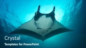  Presentation with x ray of thoracic - Colorful slide deck enhanced with oceanic-manta-ray-manta-birostris backdrop and a ocean colored foreground