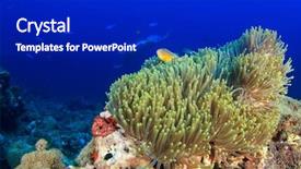  Presentation with coral - Cool new PPT theme with oceanic manta ray swims over coral reef backdrop and a dark gray colored foreground