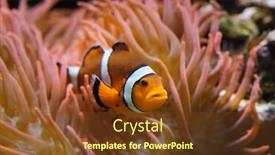  Presentation with swimming - Slides consisting of ocellaris-clownfish-amphiprion-ocellaris background and a tawny brown colored foreground