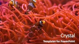  Presentation with swimming - Beautiful slide set featuring ocellaris swimming in the magnificent backdrop and a tawny brown colored foreground