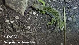  Presentation with wildlife - 