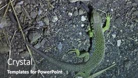  Presentation with wildlife - 