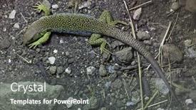  Presentation with wildlife - 