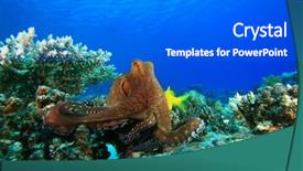  Presentation with octopus - Slides consisting of octopus and yellow-saddle goatfish background and a gray colored foreground
