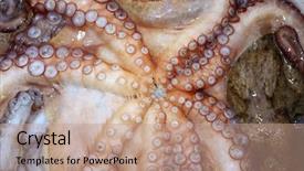 Presentation with octopus - Presentation theme with octopus cephalopods texture macro closeup background and a coral colored foreground