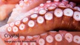  Presentation with octopus - Presentation theme with octopus closeup at a japanese background and a  colored foreground