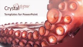  Presentation with octopus - Colorful slide set enhanced with octopus closeup isolated on white backdrop and a lemonade colored foreground