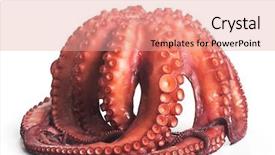  Presentation with octopus - PPT theme having octopus closeup isolated on white background and a coral colored foreground