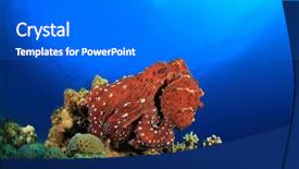  Presentation with blue water - Cool new PPT layouts with octopus cyaneus in blue water backdrop and a gray colored foreground