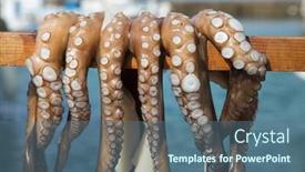  Presentation with octopus - PPT layouts enhanced with octopus drying on a stick background and a ocean colored foreground
