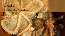  Presentation with fresh water - Slides having octopus for sale in water background and a  colored foreground