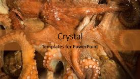  Presentation with salt water fish - Amazing presentation theme having octopus for sale in water backdrop and a  colored foreground