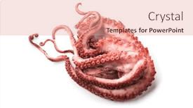  Presentation with mediterranean food - PPT theme featuring octopus-isolated-on-white-background background and a coral colored foreground