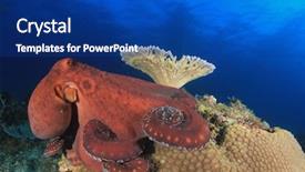  Presentation with octopus - Presentation theme with octopus on coral reef background and a ocean colored foreground
