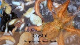  Presentation with octopus - PPT layouts consisting of close up squid tentacles - octopus seafood cephalopods pattern background background and a coral colored foreground