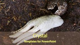  Presentation with octopus - PPT layouts enhanced with octopus stinkhorn strange spongy mushroom background and a tawny brown colored foreground